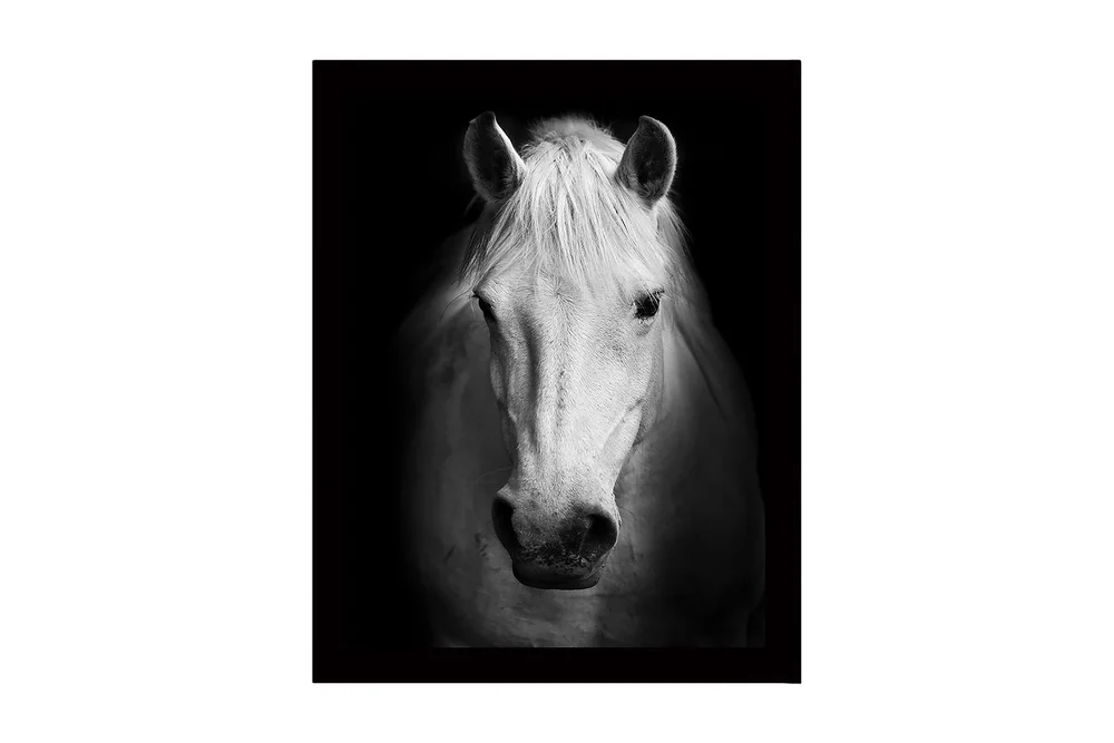 Innrammet lerret i tre - 41x56 cm - Portrett av en hvit hest med sterke kontraster v:4975246
